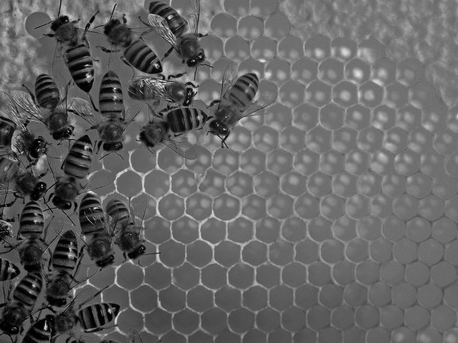 The bees