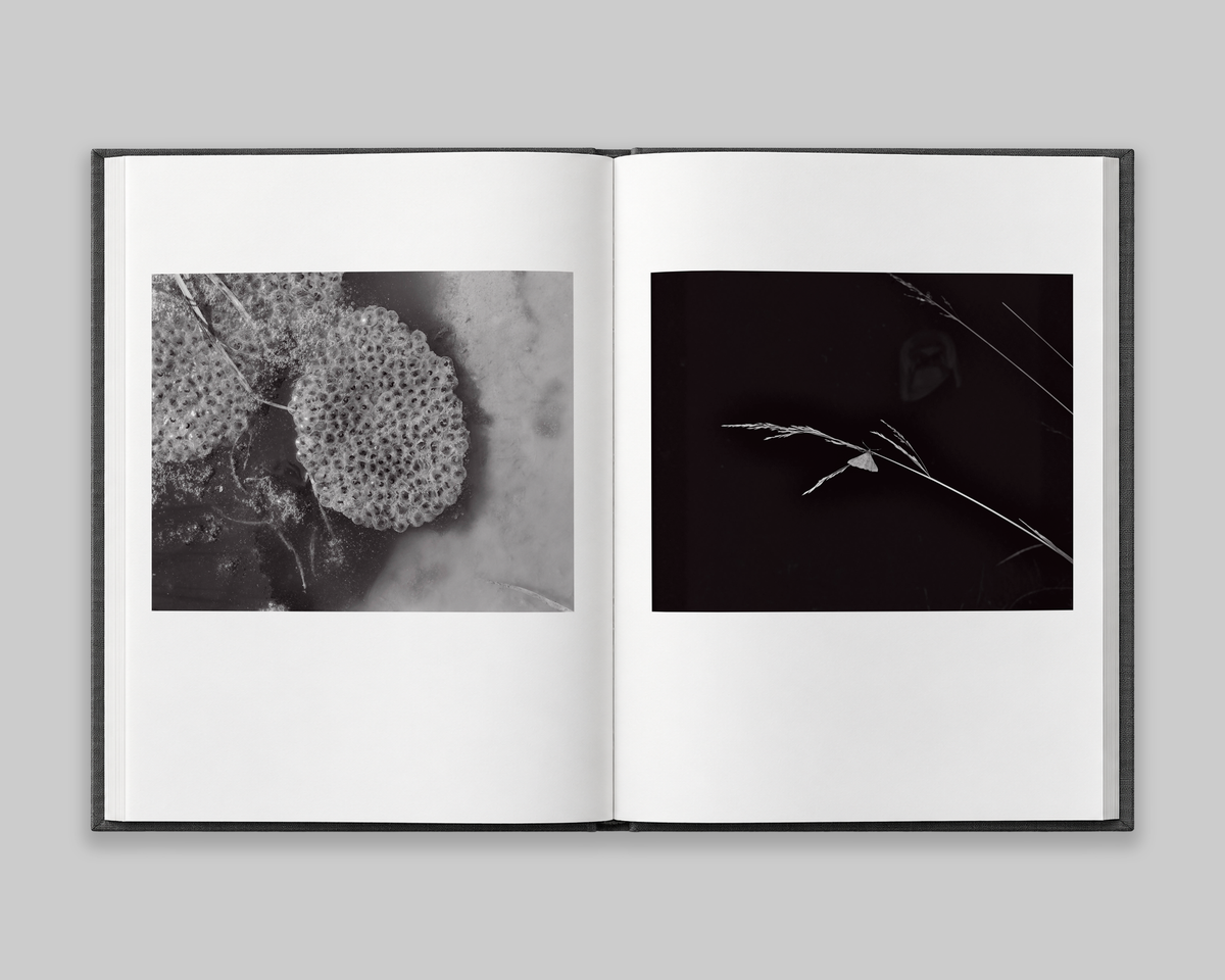 Family Genus Species / Jeff Whetstone
