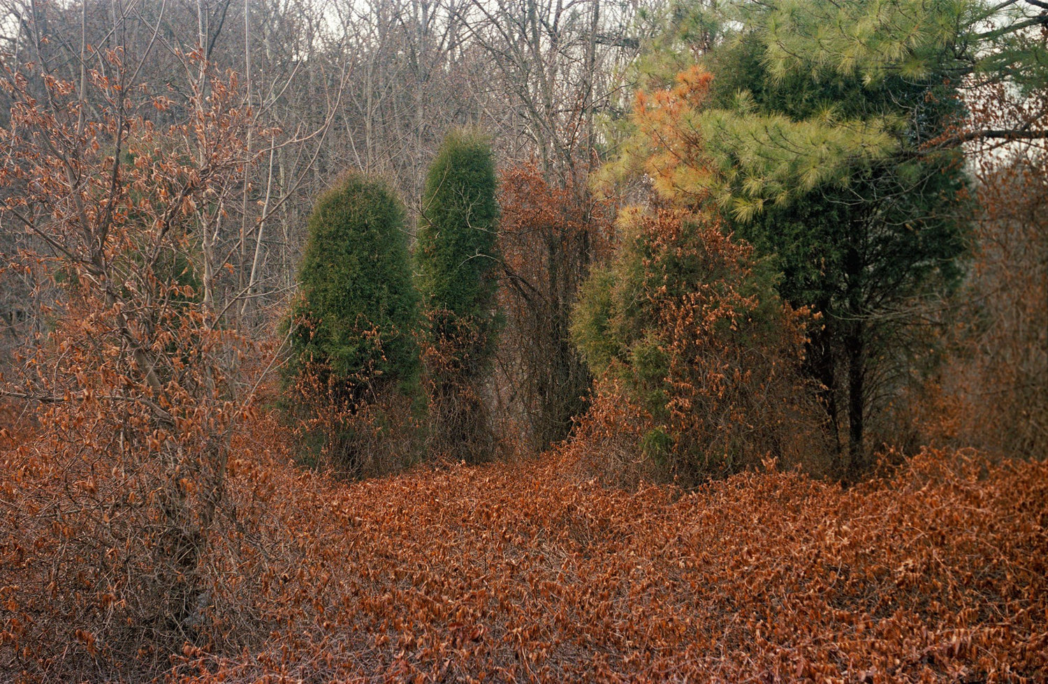 The forest for the trees