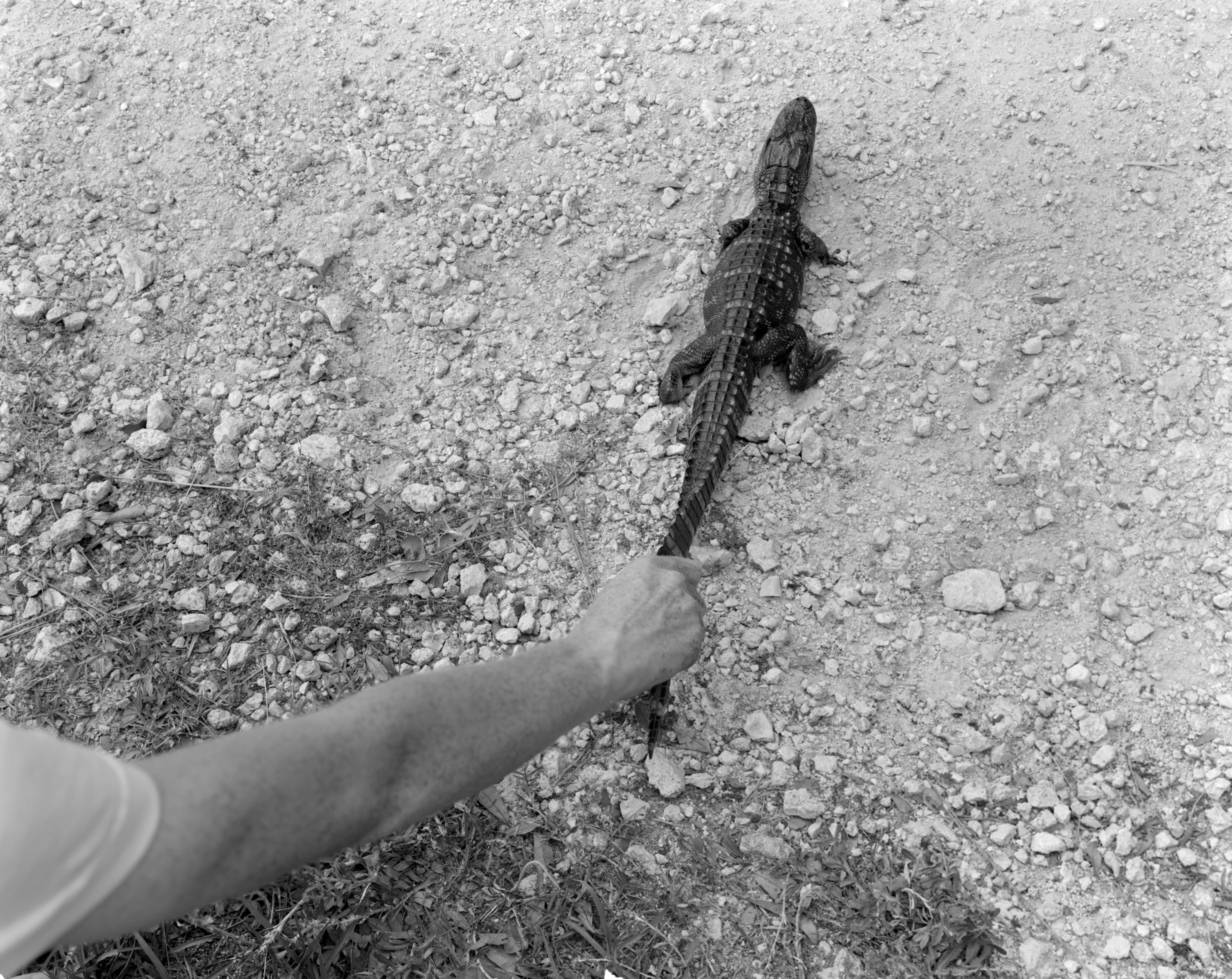 Family Genus Species / Jeff Whetstone