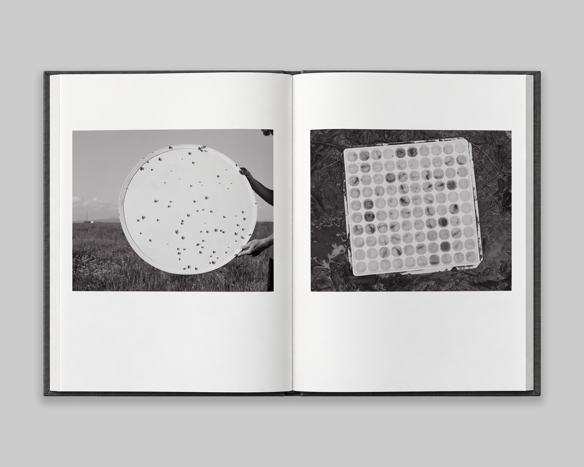 Family Genus Species / Jeff Whetstone
