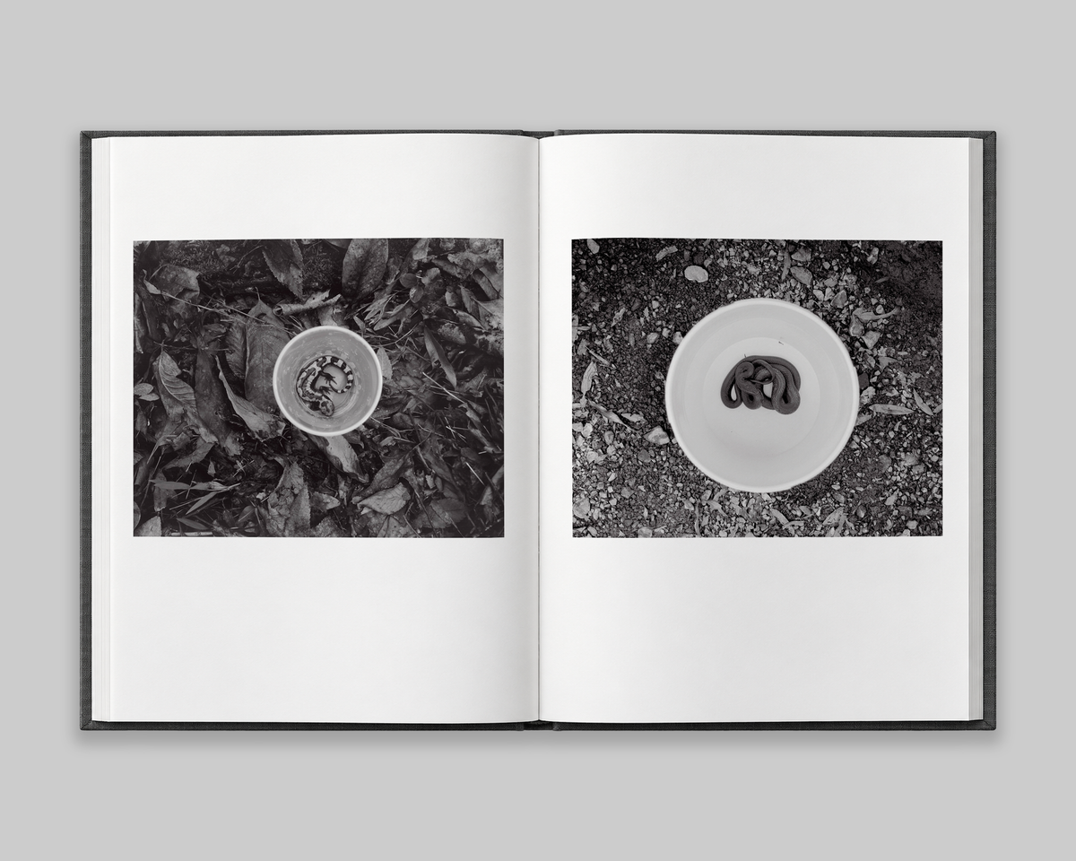 Family Genus Species / Jeff Whetstone