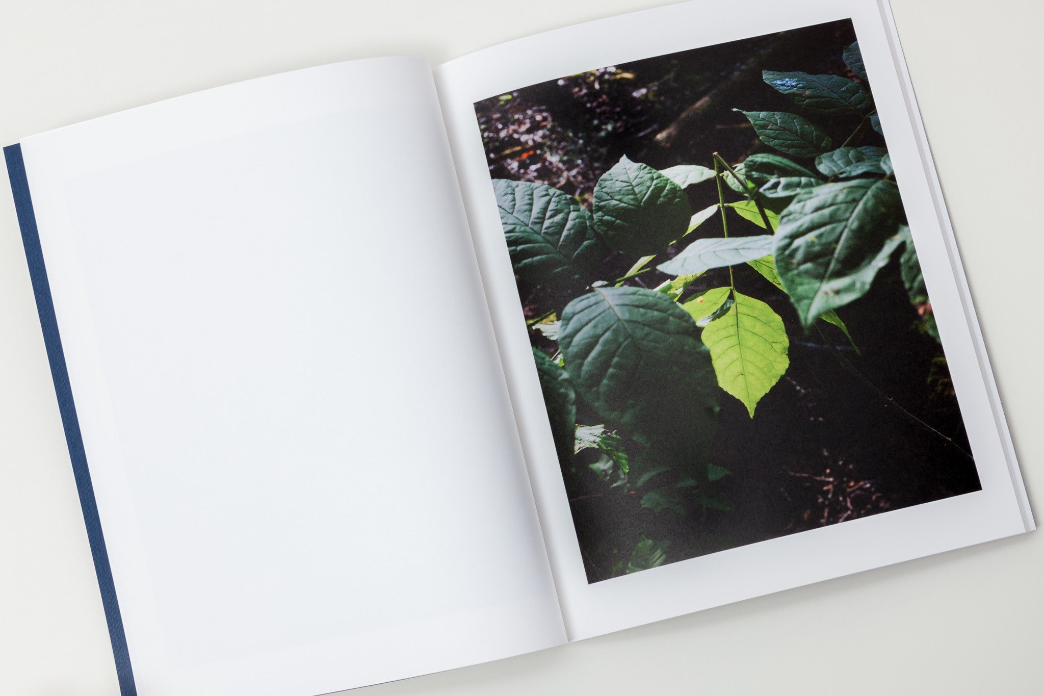 J Carrier: / The woods of Vermont inspired J Carrier’s clear-eyed interpretation of the idyll.