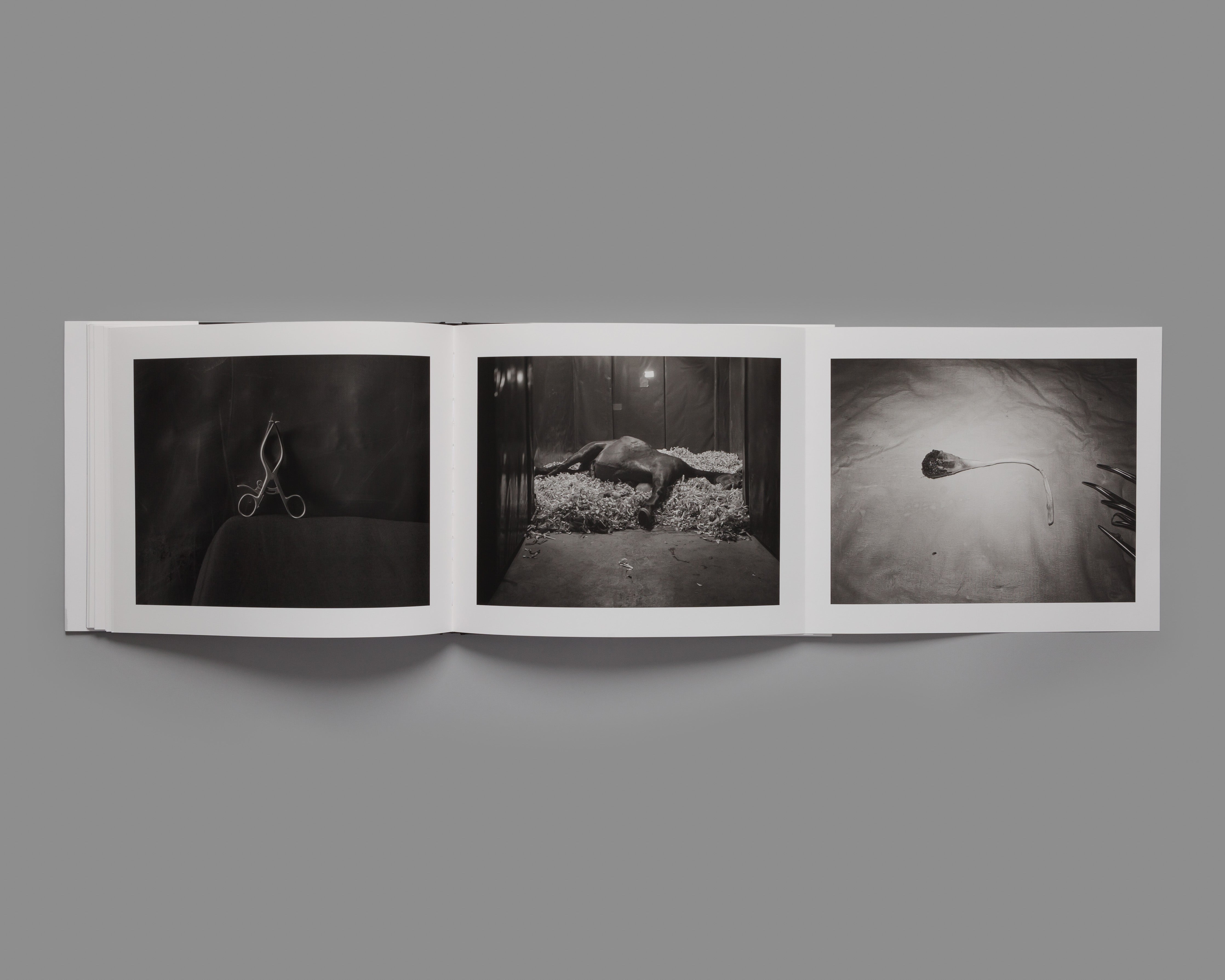 Theatrum Equorum - Special Edition / Andrea Modica