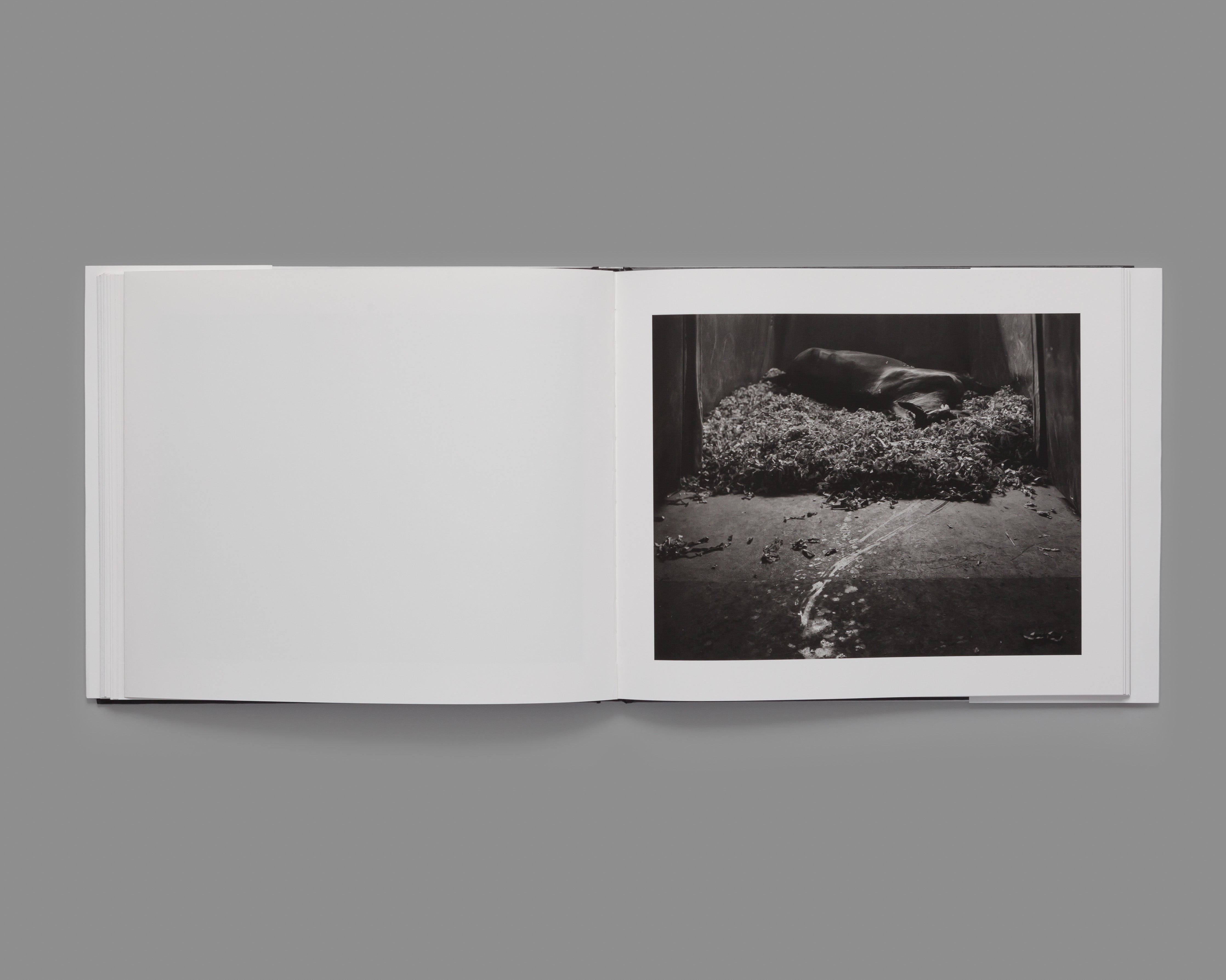 Theatrum Equorum - Special Edition / Andrea Modica