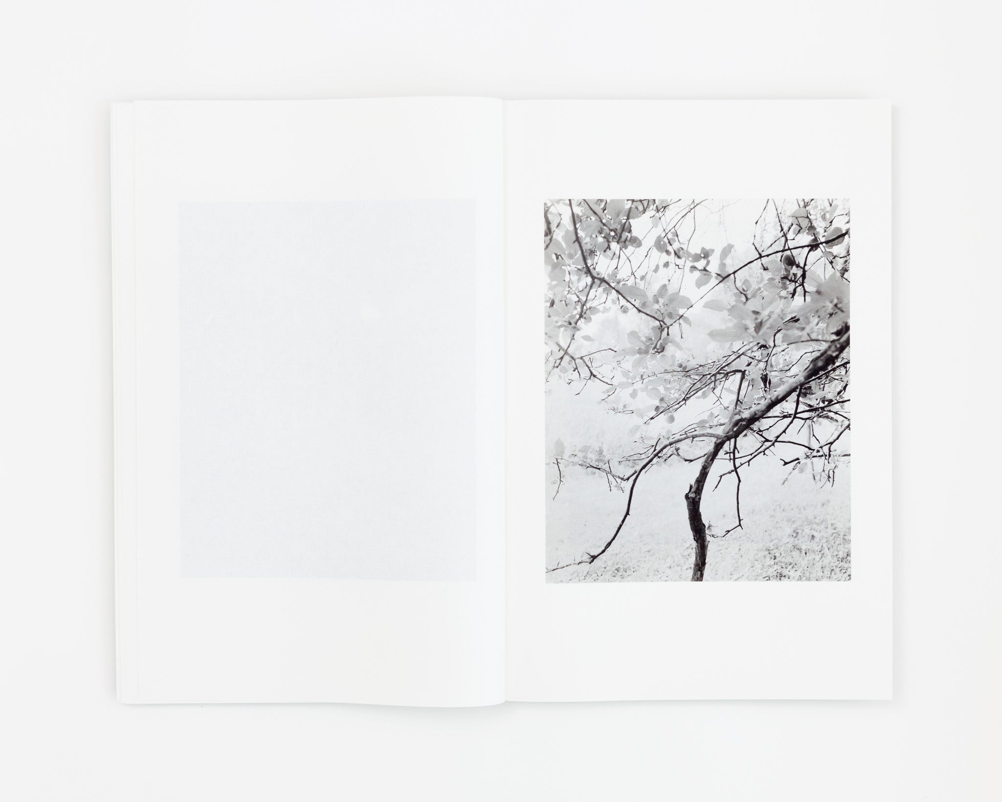 Jenia Fridlyand: Entrance to Our Valley